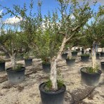 Granátové jablko (Punica granatum) ´MOLLAR DE ELCHE´ - výška 200-250 cm, obvod kmeňa 50/60 cm, EXEMPLÁR (-12°C)